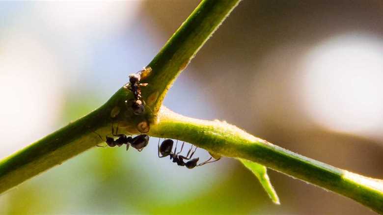 Ant With Potentially Deadly Sting Has Invaded The U.S. — What You Need To Know