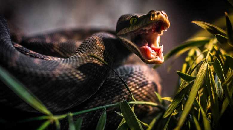 Experts Share Their Thoughts On Why Rattlesnakes Are Biting So Many People This Spring