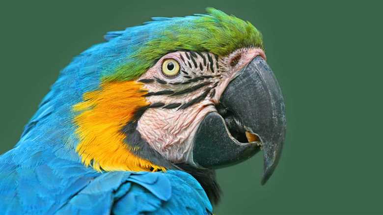 Costa Rica Wildlife Groups Find Major Faults With New Regulations