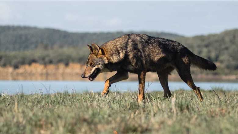 An Escaped Wolf Is Finally Returned To The Zoo After A Nine Day Search