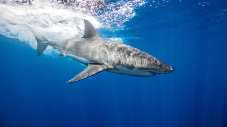 Warming Waters Are Causing Great White Sharks To Overheat