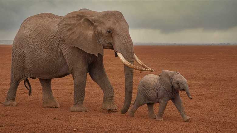 A Baby Elephant Forms A New Bond After Being Rejected By Its Mother