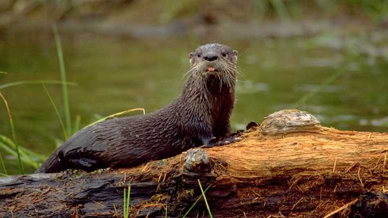 Family Attacked By River Otter Will Receive A Large Sum