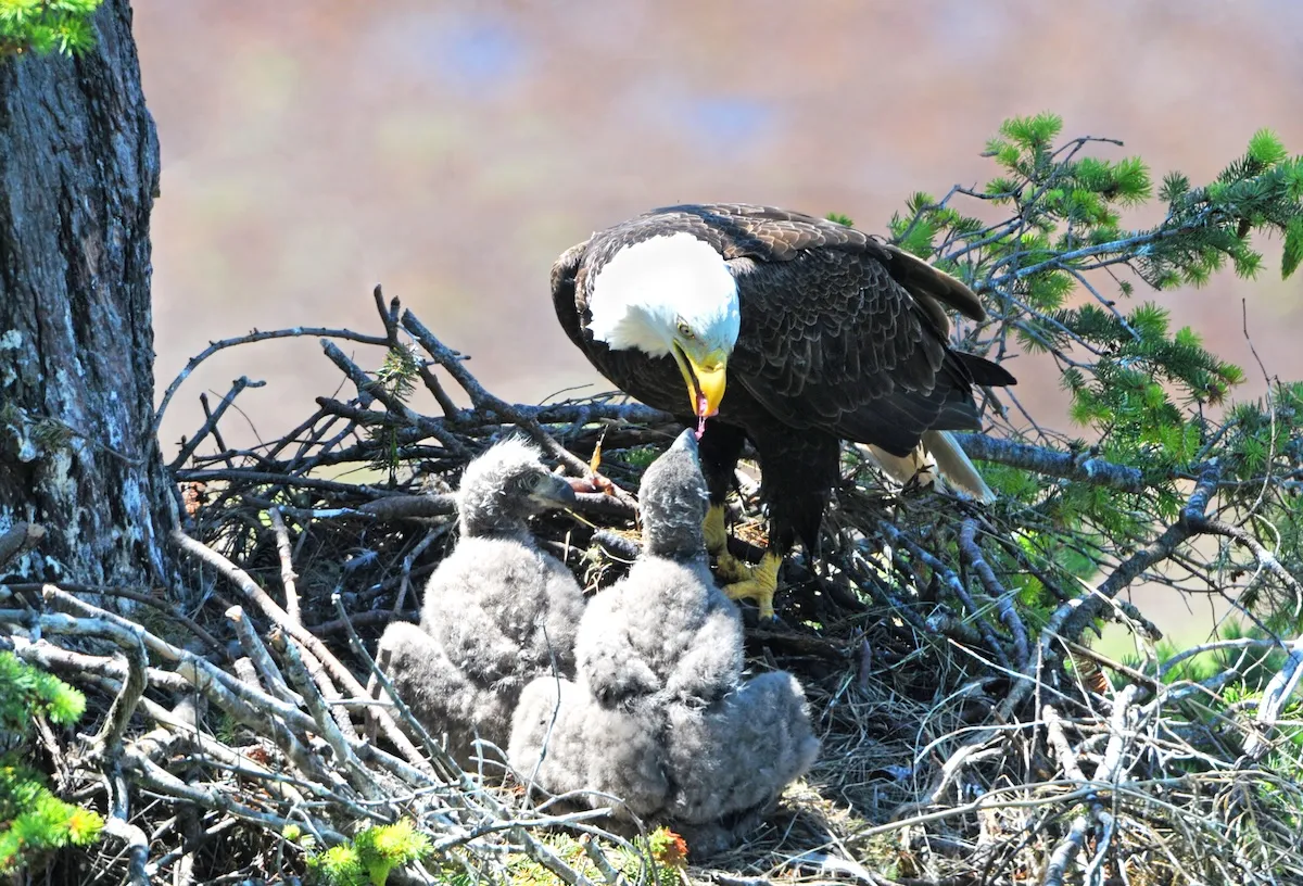bald eagle stamps