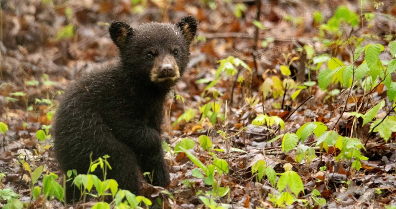 Adorable "Bear Hug" Video Reveals Something About How Black Bears Interact