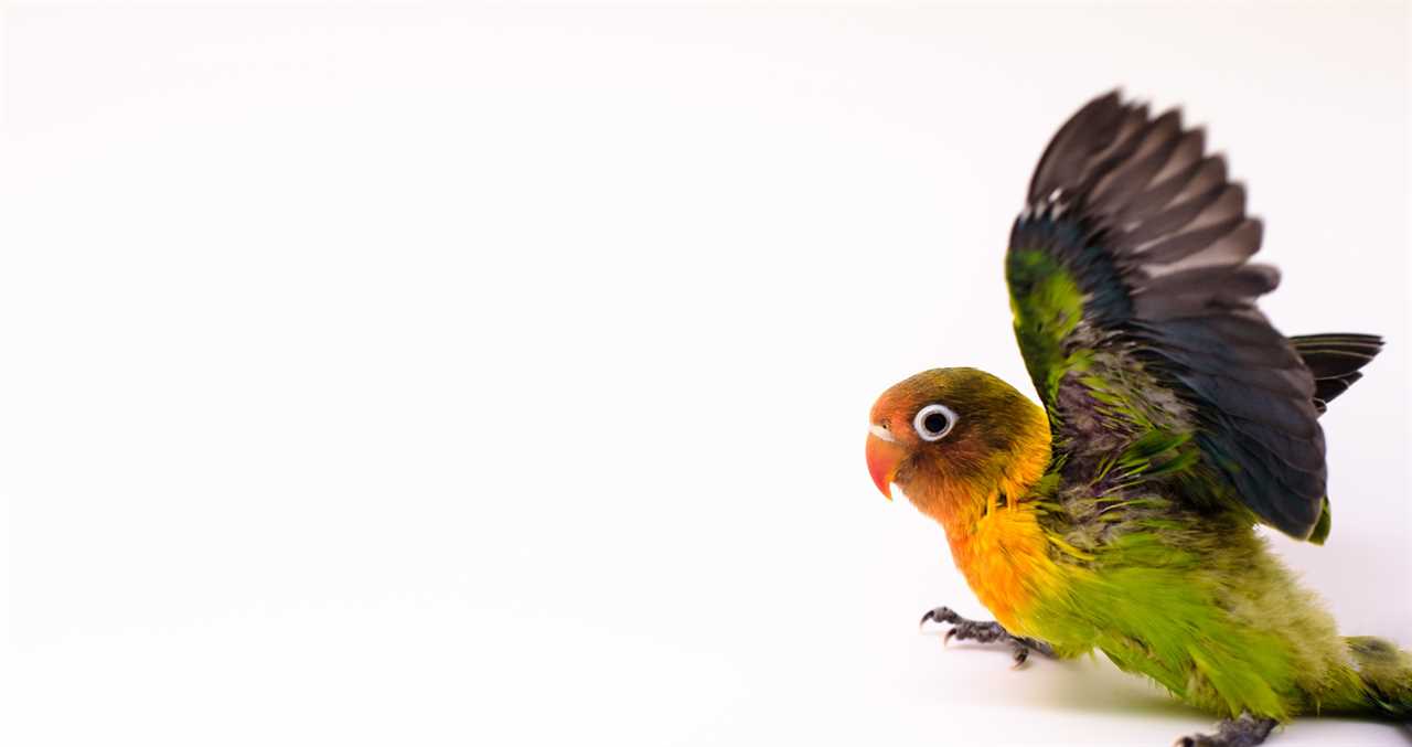 Pet Owner Finds A Way For His Injured Bird To Experience Flight Again