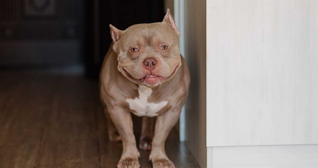 Shelter Dog Steals Hearts As She Enjoys A Piggyback Ride From Her New Mom