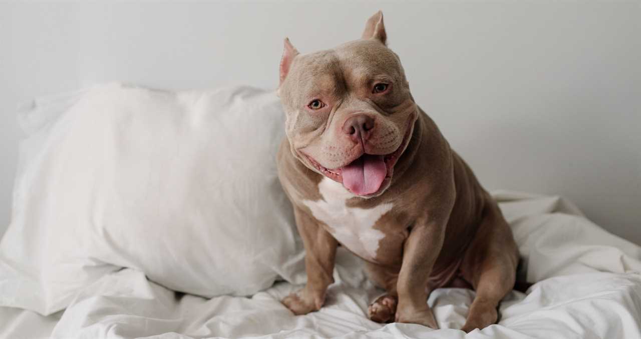 Shelter Dog Steals Hearts As She Enjoys A Piggyback Ride From Her New Mom