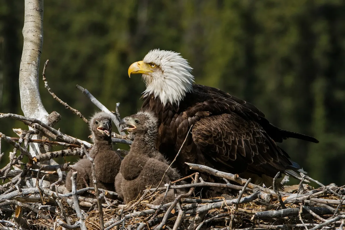 eaglets names