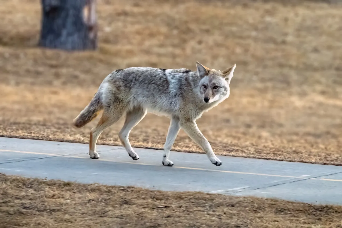coyote cat video