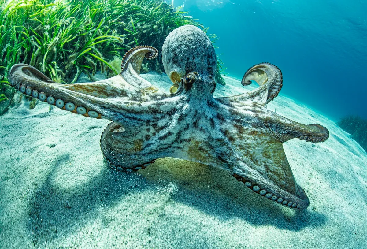 octopus disappears