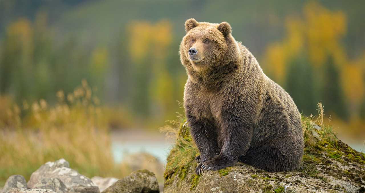Bear Injured Hikers At Yellowstone National Park 