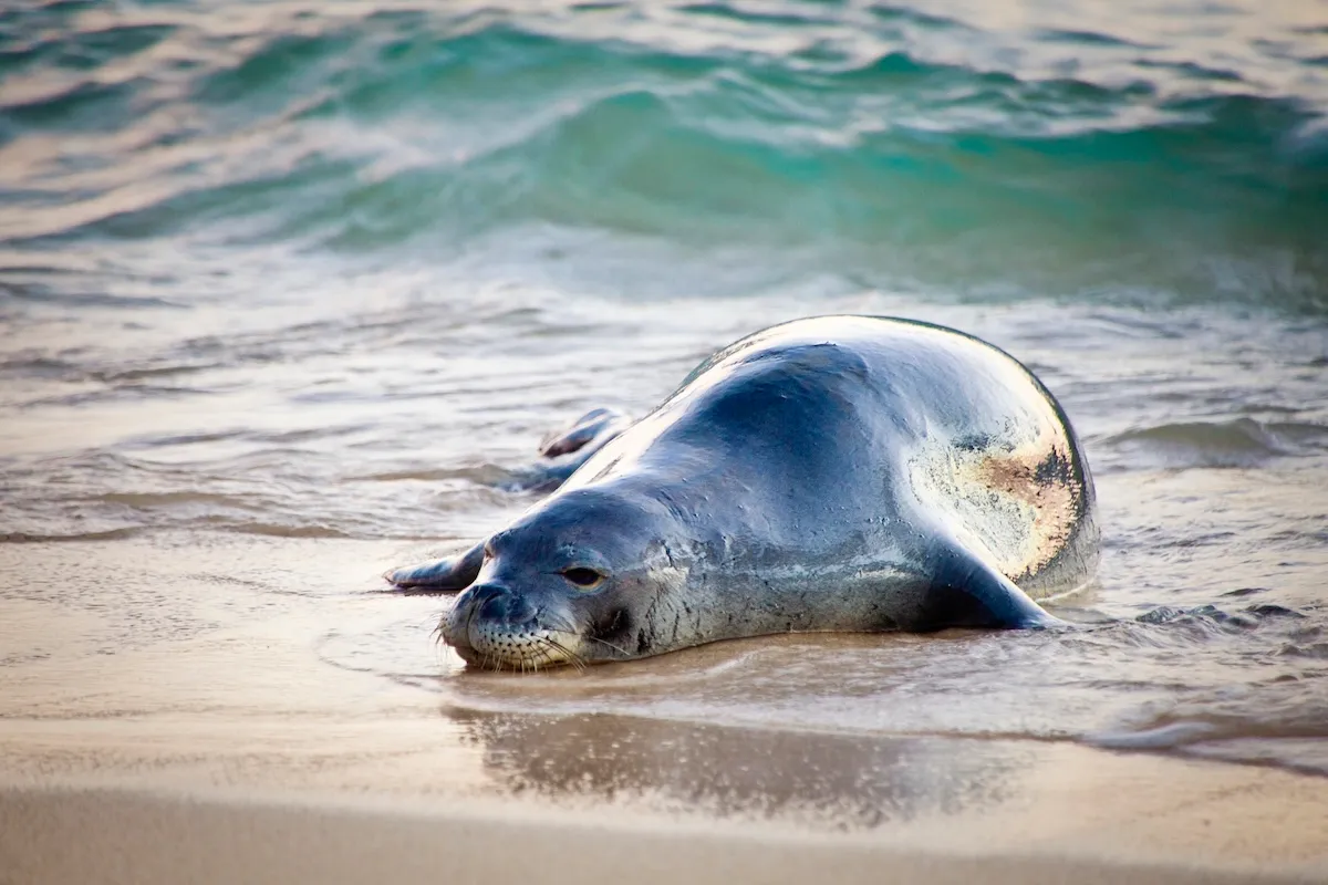 rock monk seal