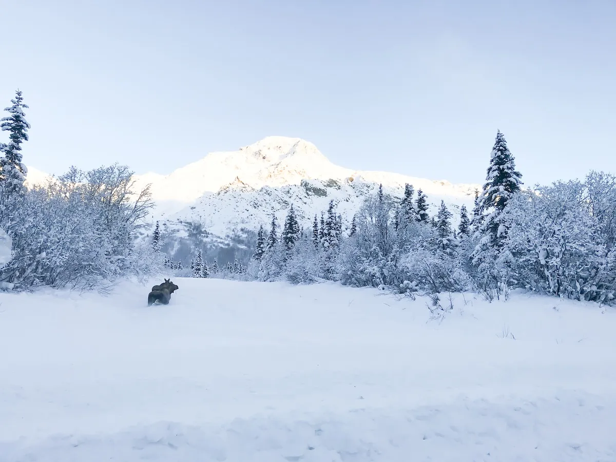 tow truck driver moose