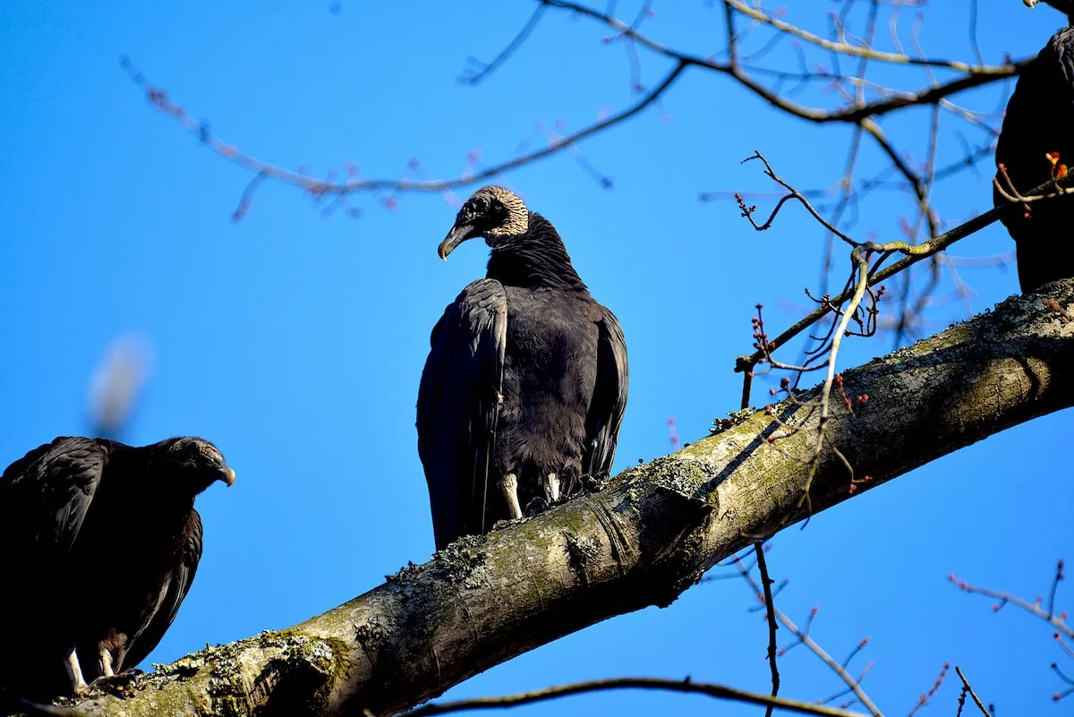 dead vultures smoky mountains national park