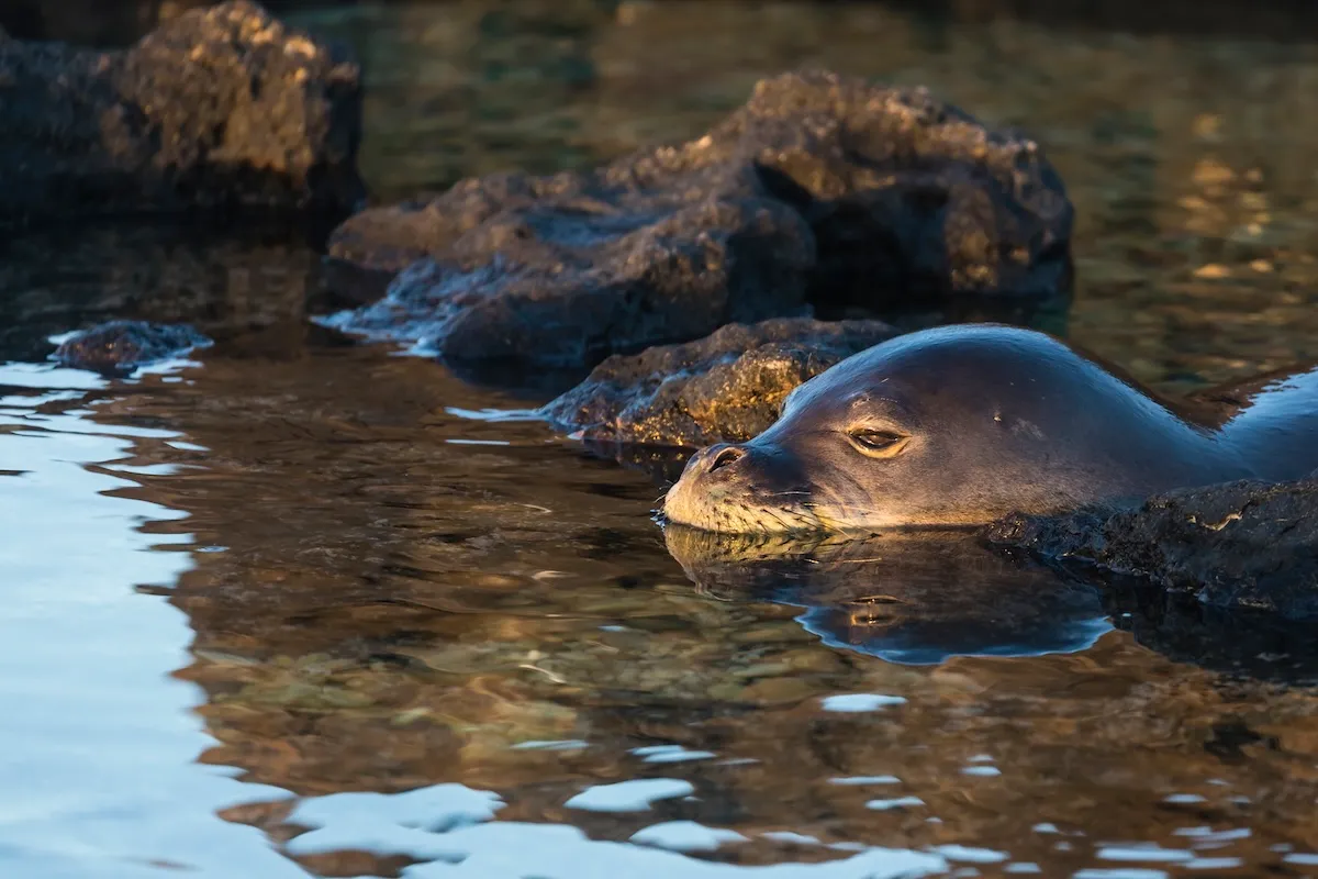 tourist seal harassment hawaii