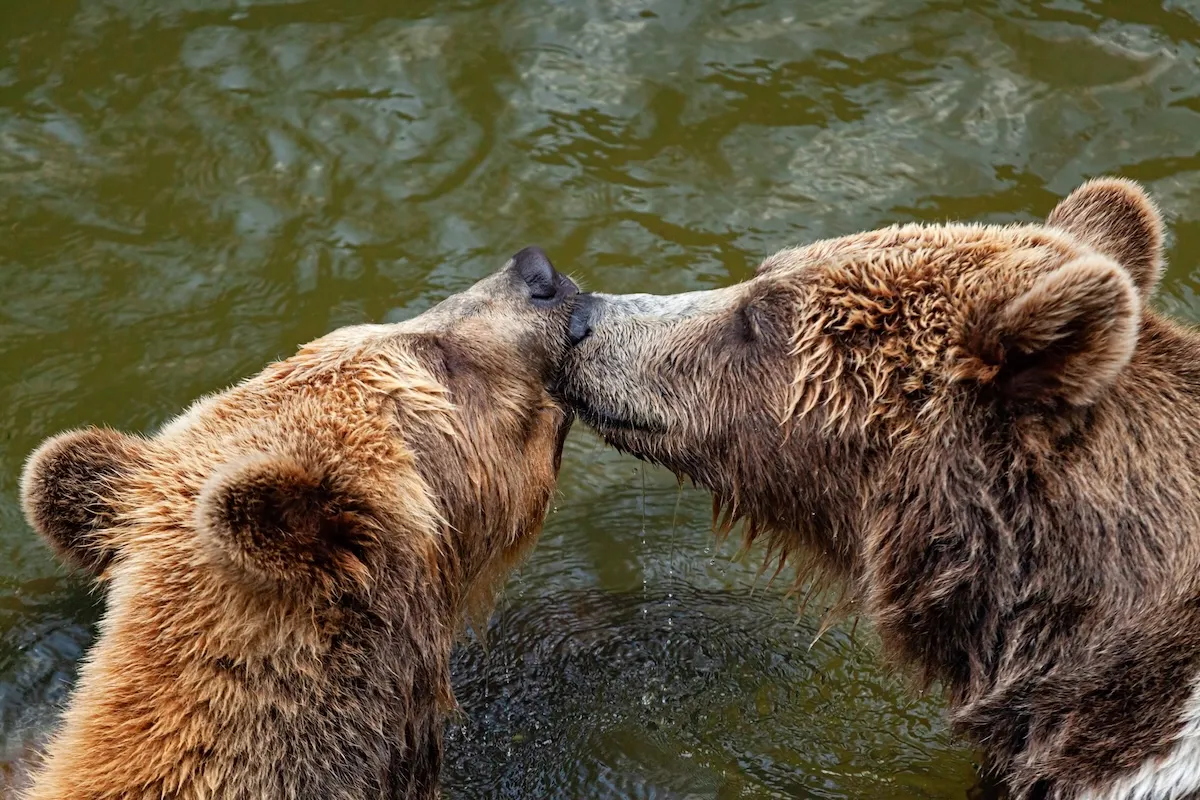 mating bears