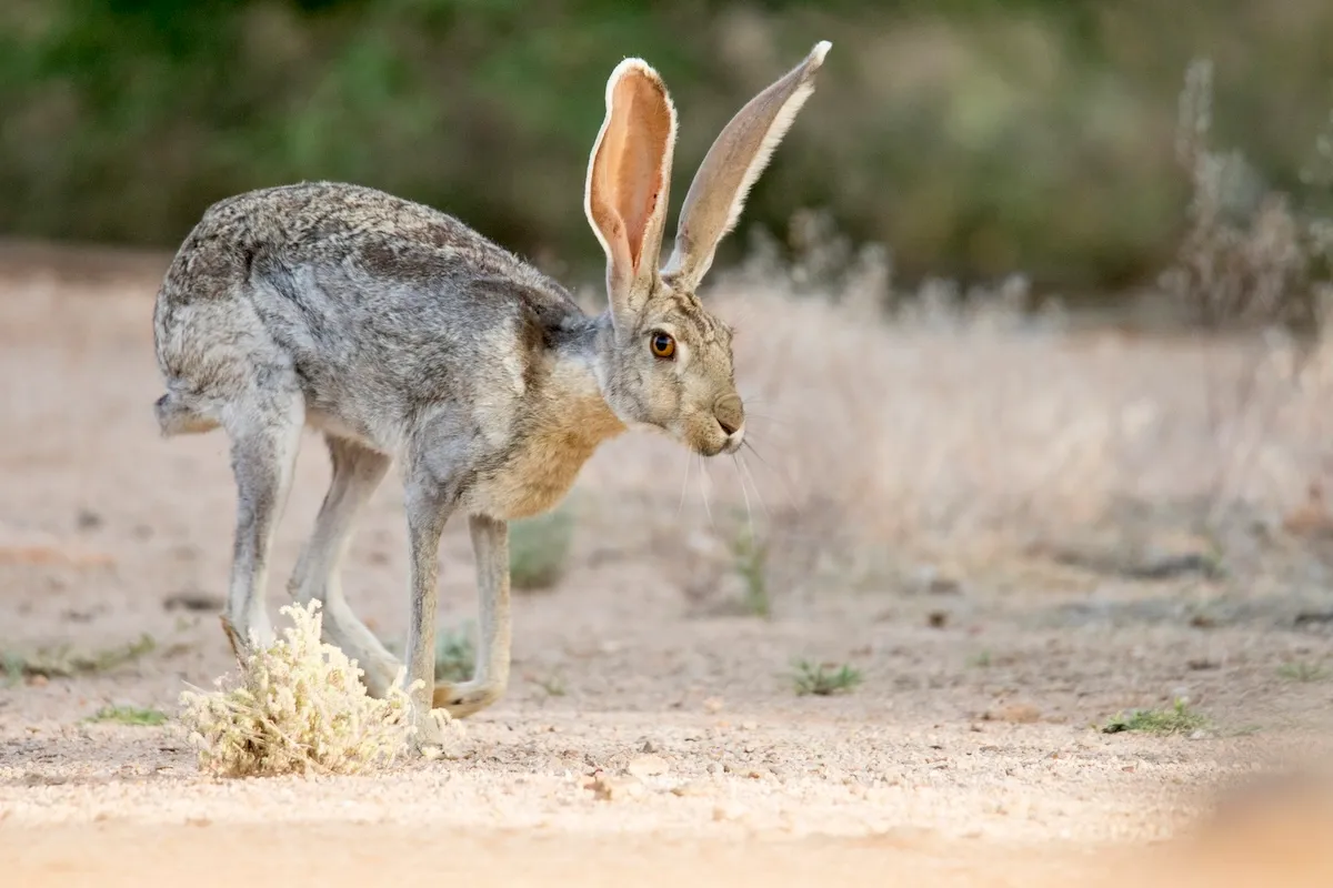 jackrabbits boxing