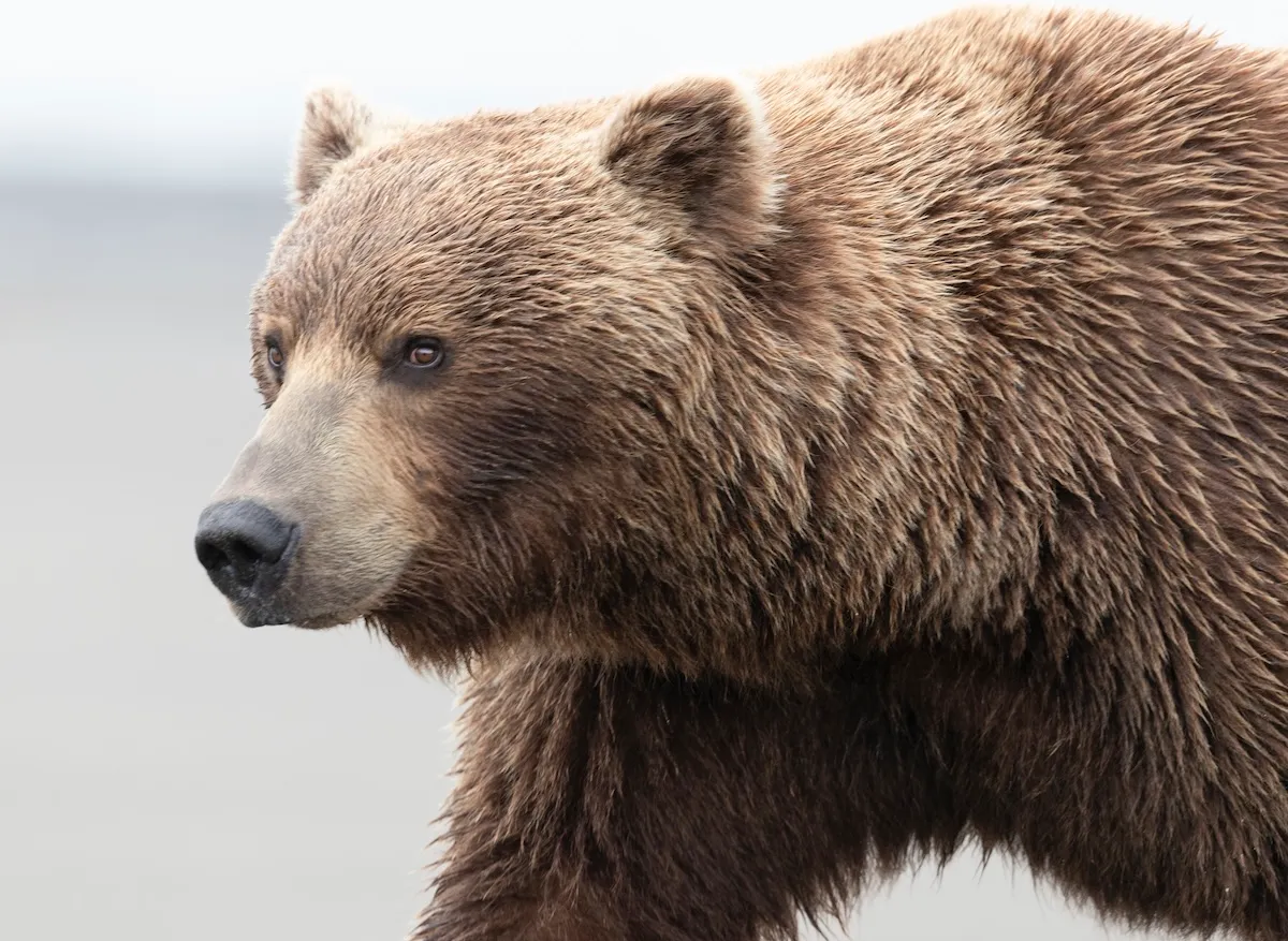 massive grizzly bear