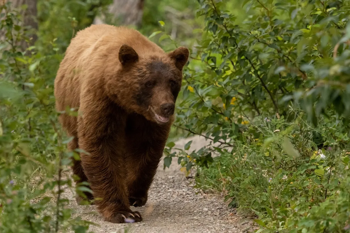 ‘Chill Hike’ Turns Not-So-Chill After Massive Bear Shows up on Trail