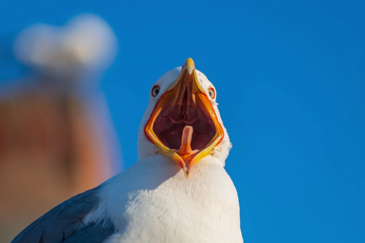 WATCH: Hilarious Clips From Seagull Screeching Championship