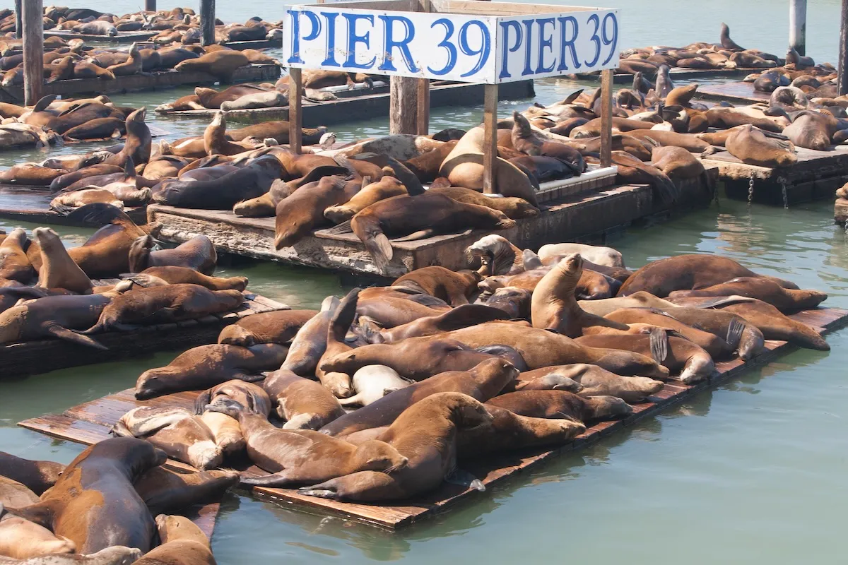 WATCH: Make Way for this Massive Steller Sea Lion on Pier 39