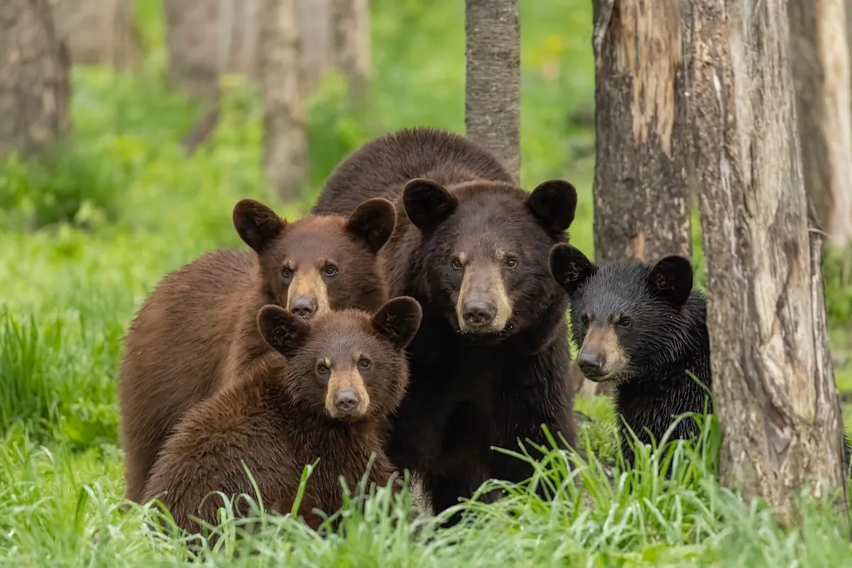 Adorable “Bear Hug” Video Reveals Something About How Black Bears Interact