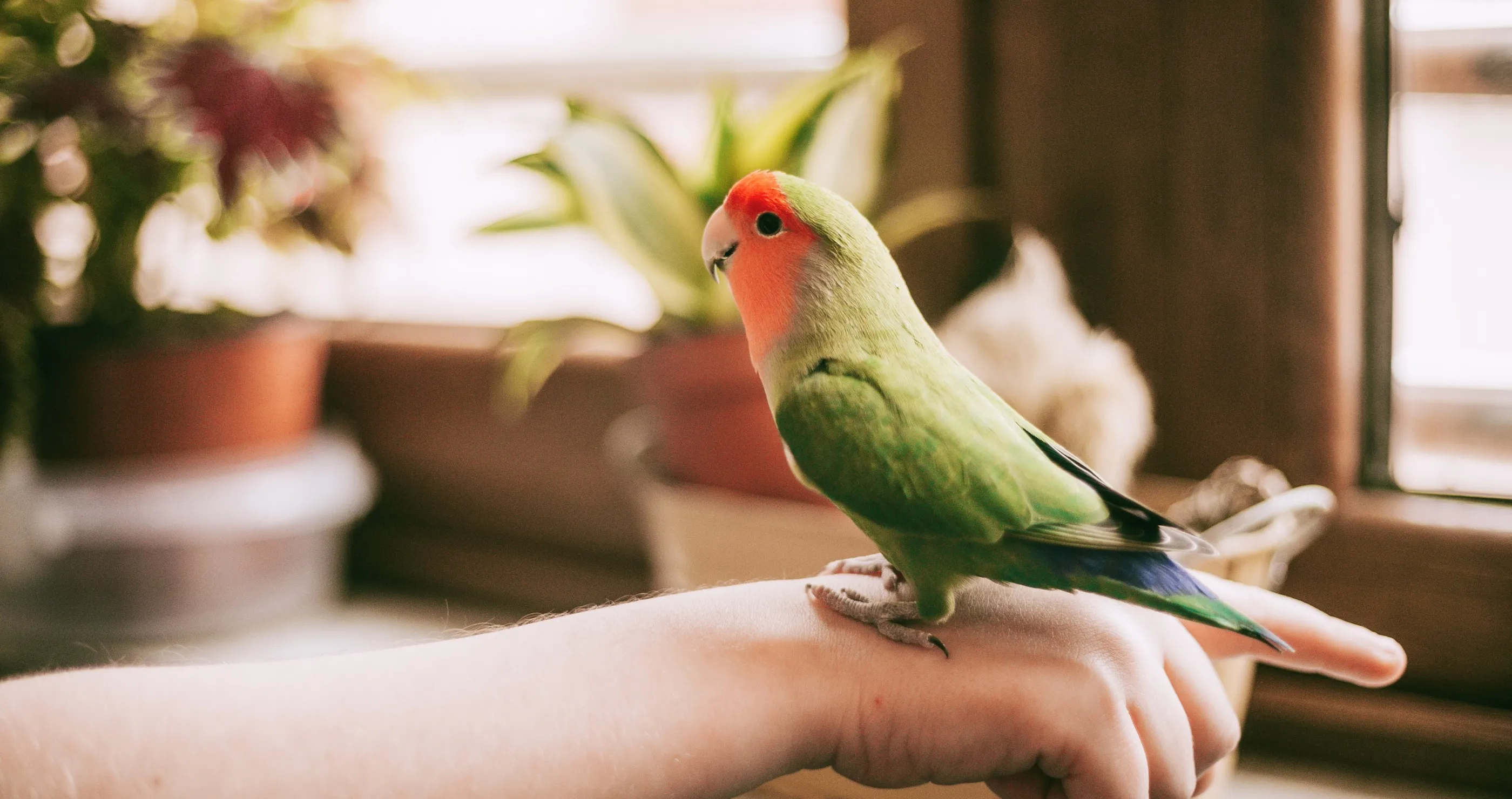 Pet Owner Finds A Way For His Injured Bird To Experience Flight Again