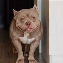 Shelter Dog Steals Hearts As She Enjoys A Piggyback Ride From Her New Mom