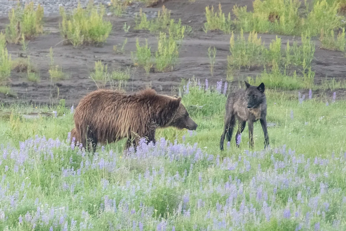 WATCH: Grizzly Bear and Wolf Fight Over Carcass in Yellowstone