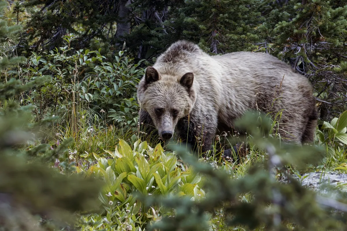 Missing Hiker Found Dead From Bear Attack in Glacier National Park