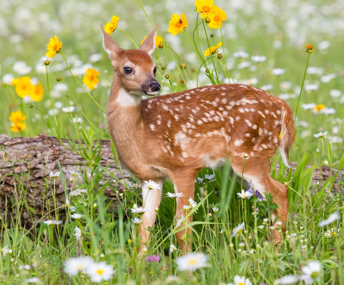 Adorable, Rare White Fawn Is Hanging Around a College Campus
