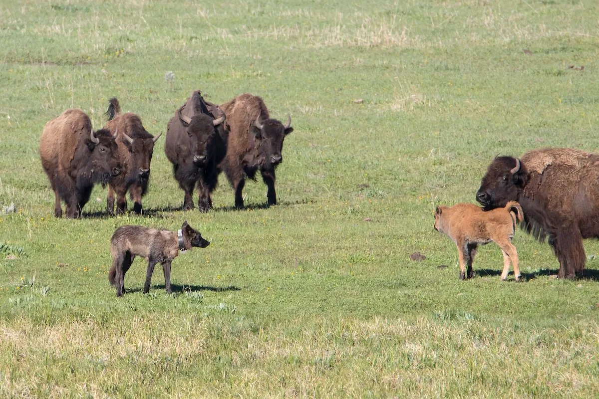 WATCH: Bison Herd vs. Wolf Pack in Yellowstone National Park