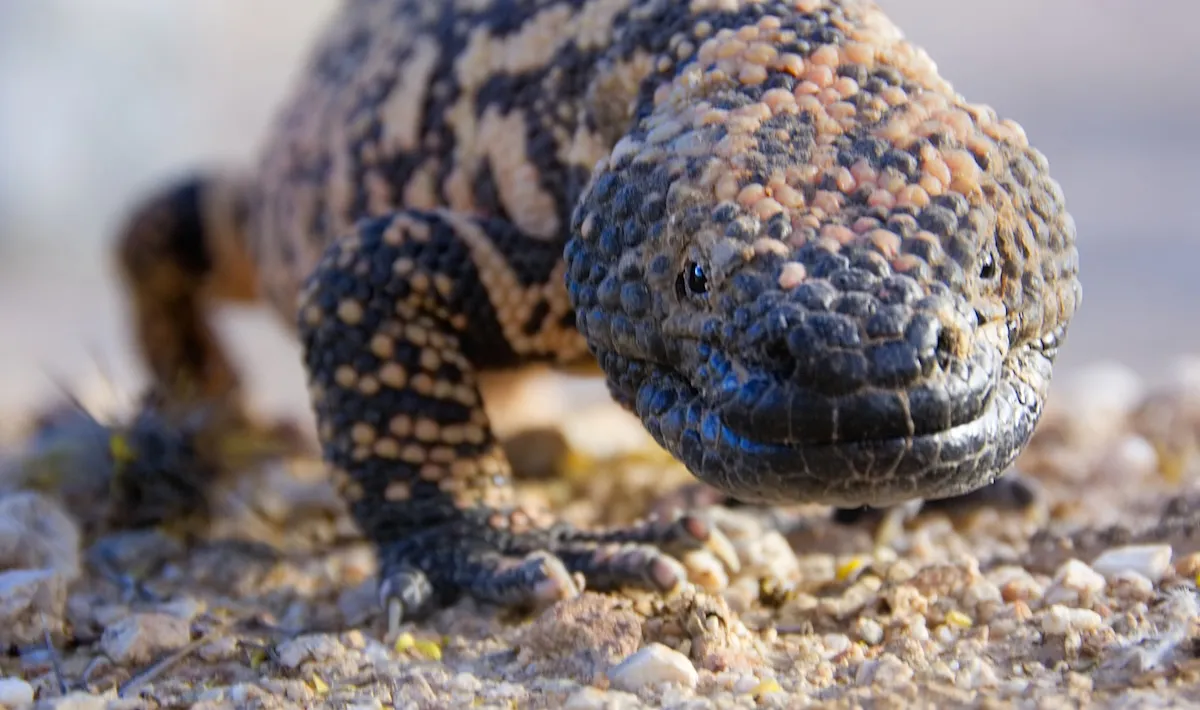 Who Has the Right of Way—Gila Monster or Rattlesnake? (Video)