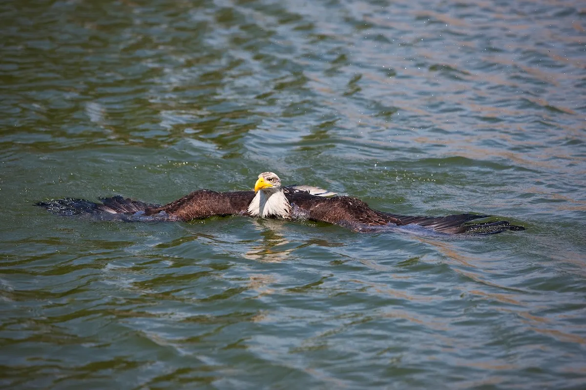 Why Is This Eagle Swimming in a New Hampshire Lake? Just Wait.