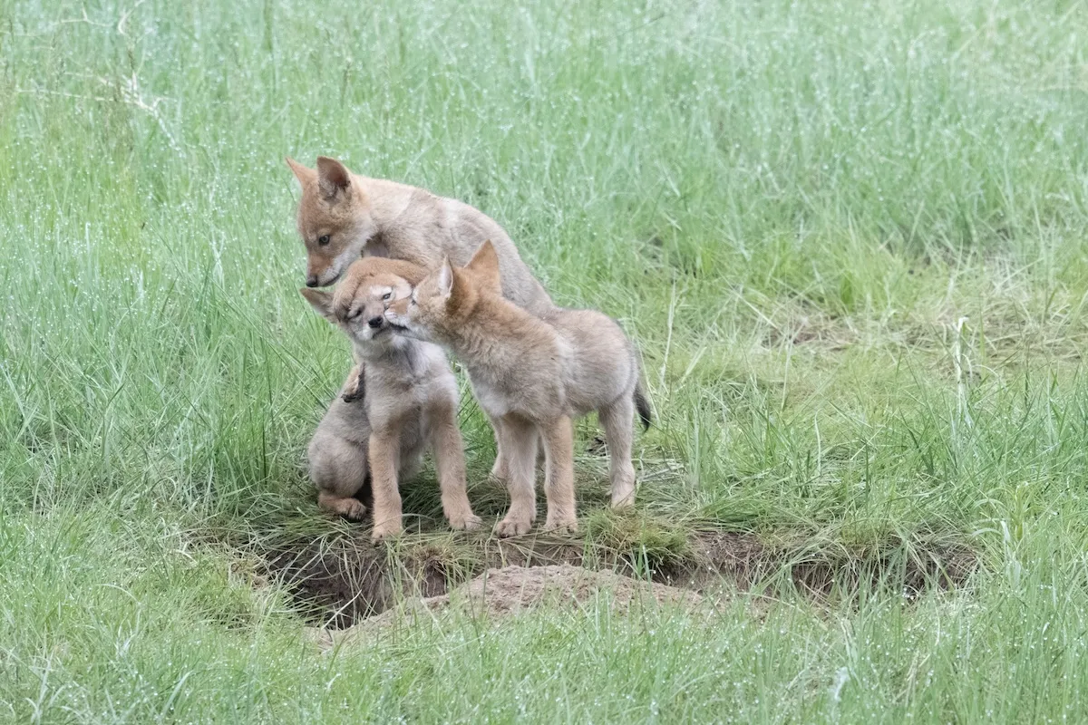 WATCH: Hiker Stumbles Upon Adorable Baby Coyotes