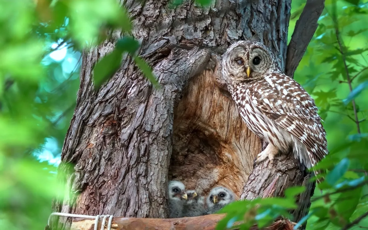 All Parents Can Relate to This Disheveled Owl Mom (Funny Video)