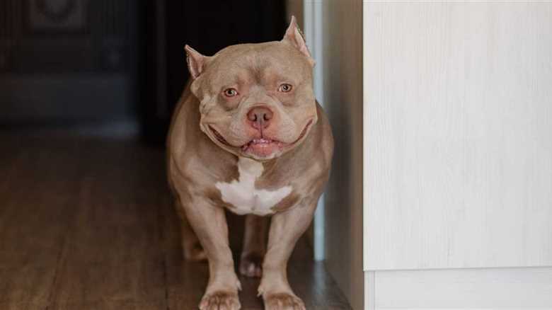 Shelter Dog Steals Hearts As She Enjoys A Piggyback Ride From Her New Mom
