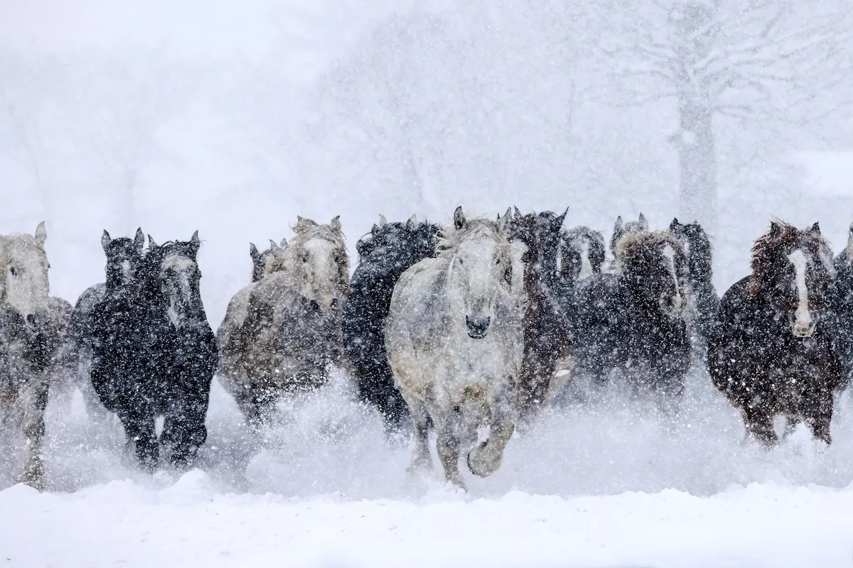 WATCH: Wild Horses Race Across Ski Slope, Shocking Skiers