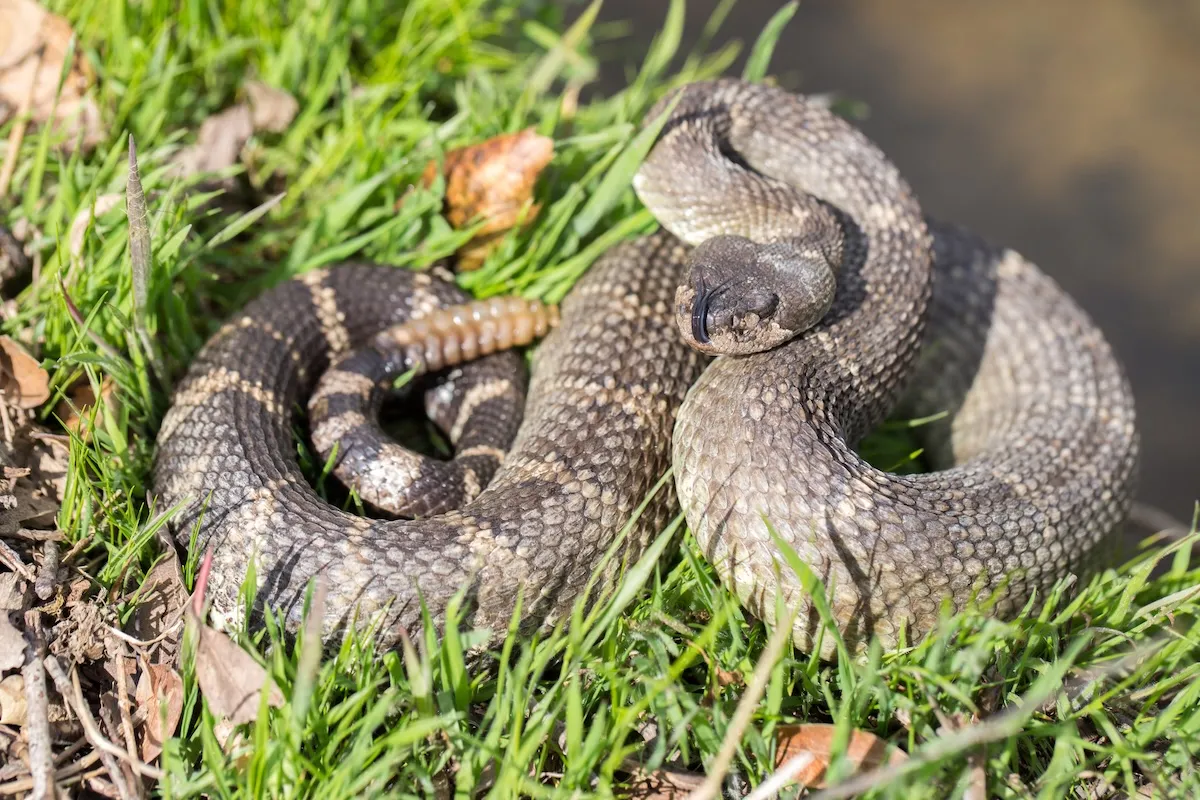 Third Person This Year Dies From Rattlesnake Bite in California