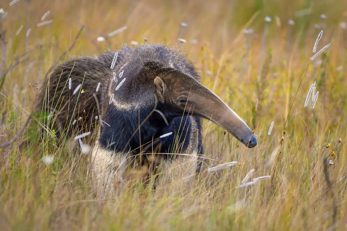 WATCH: Can This Giant Anteater Fight off a Jaguar?
