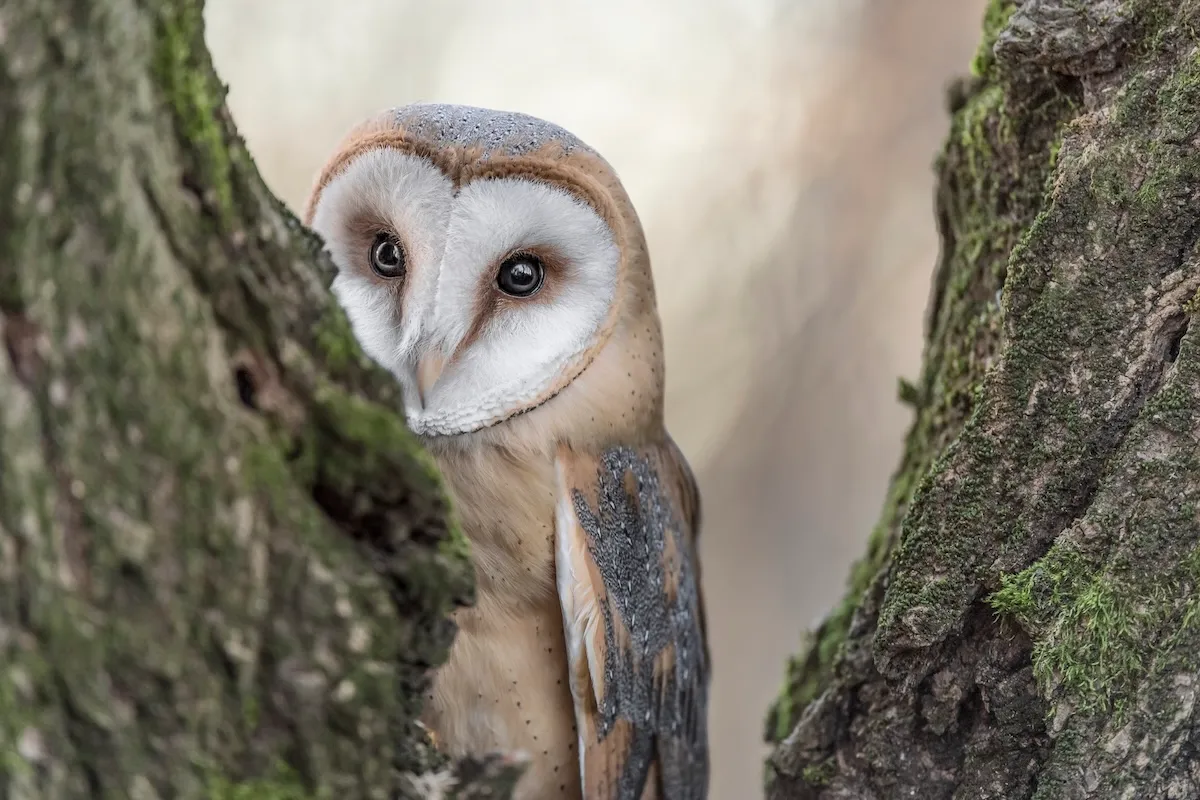 Sound up: Behold the Adorable Sound of an Owl Sneezing