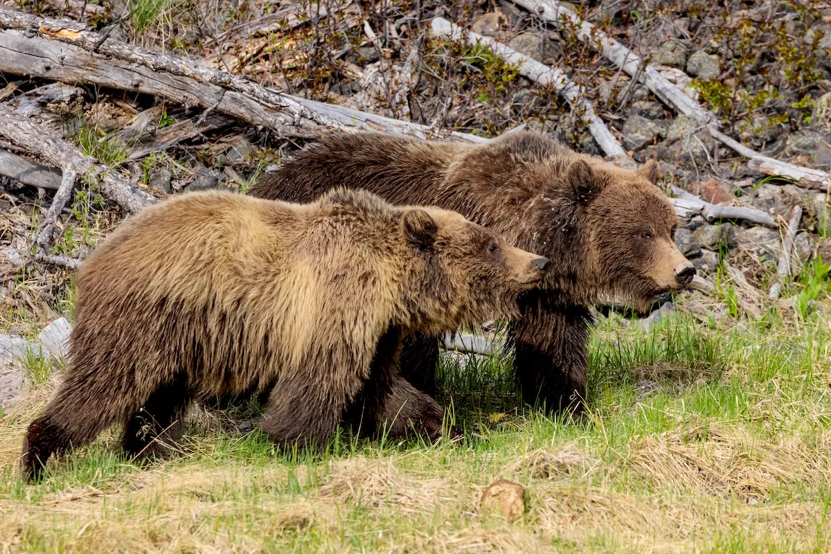 Man Sees 40 Grizzly Bears in One Day in Yellowstone Backcountry