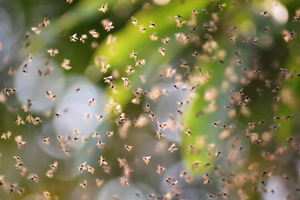 WATCH: Multiple Hikers Swarmed by Bees on Phoenix Trail