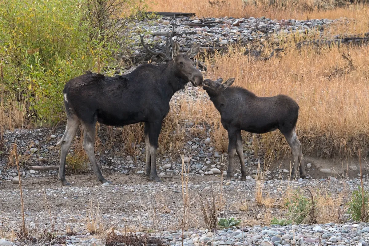 Angry Moose Attacks Person Walking Dogs in Colorado