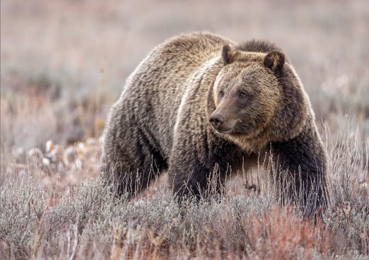 WATCH: Hikers Encounter Grizzlies Chasing Each Other on Trail