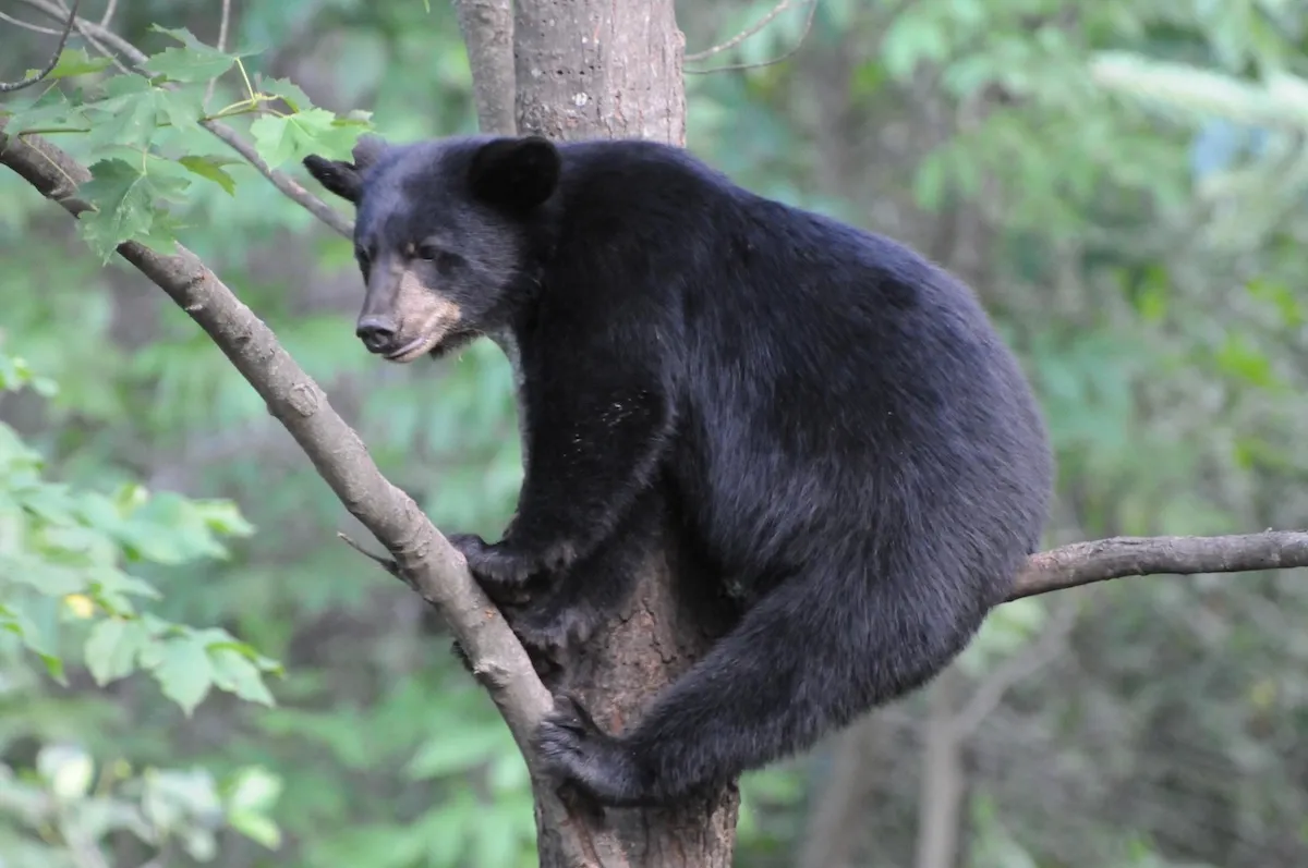 Two Bears Jump Fence Onto School Grounds (Video)