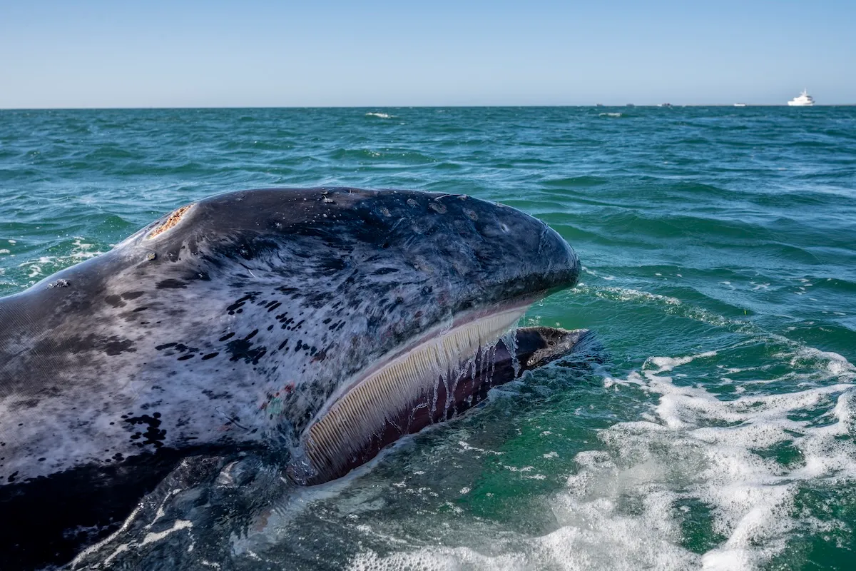 hydrofoil gray whale