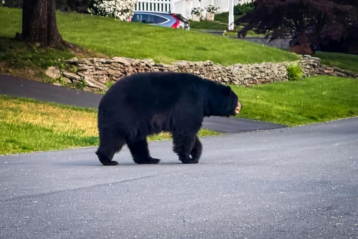 bear chalk artist neighborhood