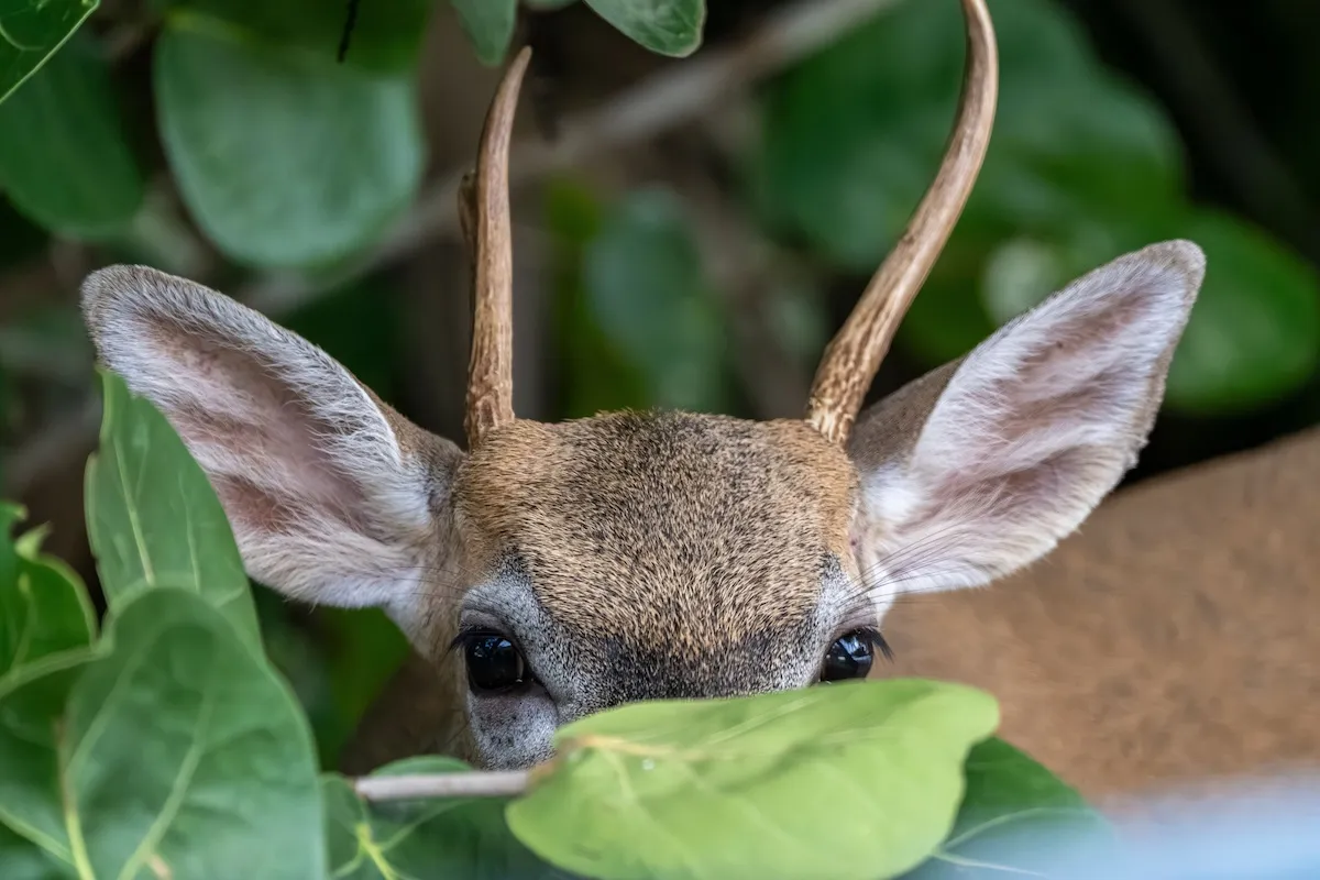 find the deer